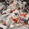 Dura Restaurant Grade Lumpwood Charcoal 15kg **FREE DELIVERY** - Image 3